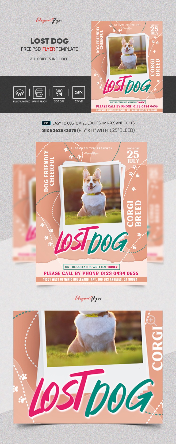 Folheto de Cachorro Perdido by ElegantFlyer